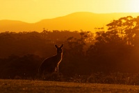 Klokan obrovsky - Macropus giganteus - Eastern Grey Kangaroo 3576